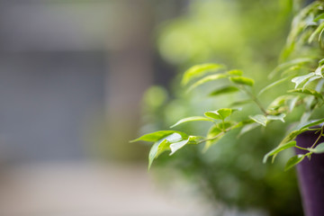 Living Green plant in pot over blurred background