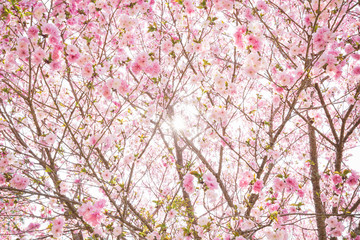 満開の紅豊と太陽