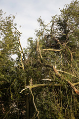 Storm damaged tree