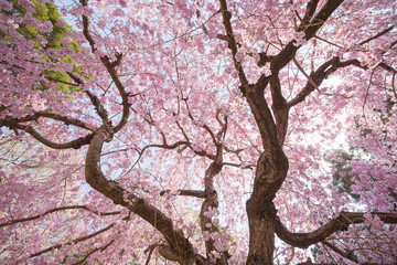 満開の八重紅枝垂