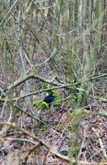 A small black bird with a yellow beak lurks in the forest