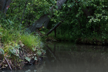 The pacification of a quiet forest pond in low key treatment