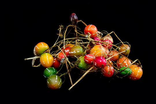 Different colors of Native Bryony or Striped cucumber, Diplocyclos palmatus, with Black Background