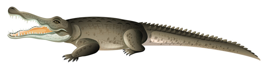 Wild crocodile with sharp teeth on white background