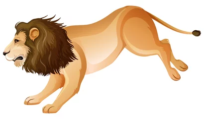 Wild lion jumping on white background © blueringmedia