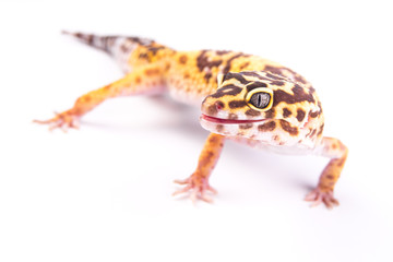 Leopard gecko (Eublepharis macularius) isolated on white