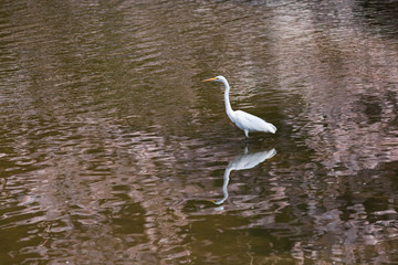 桜が映り込む池に佇むダイサギ