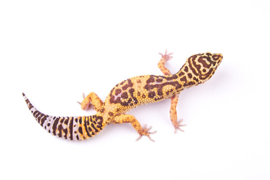 Leopard gecko (Eublepharis macularius) isolated on white
