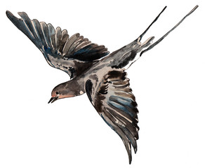 Watercolor bird  swallow. Illustration for design.
