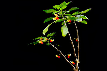 Impatiens niamniamensis, also called parrot plant, or congo cockatoo with its unusual red and...