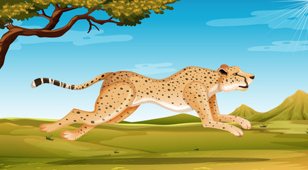 Wild cheetah running in the field at day time