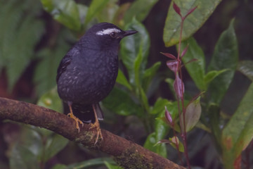 view of a beautiful bird in nature
