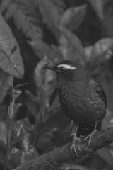 view of a beautiful bird in nature