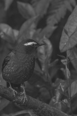 view of a beautiful bird in nature