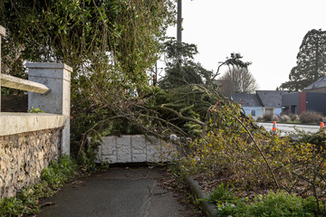 Fototapeta premium Tree uprooted by the storm
