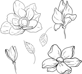 Vector sketch Floral Botany Collection. Magnolia flower drawings. Black and white with linear art on a white background. Hand drawing Botanical illustration 