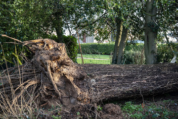 Tree uprooted by the storm