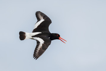 Eurasian Oystercatcher - Haematopus ostralegus, beautiful bird from European and Asian coasts and cliffs, Runde, Norway