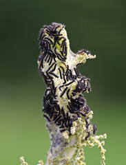 Caterpillars of a peacock butterfly feeding in a stinging nettle