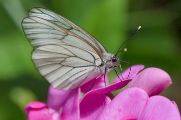 Cute small little white butterfly sitting on a purple flower