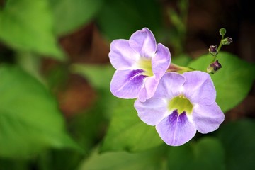 Purple white flower in green blur background