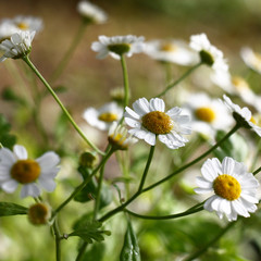 The small seldom located camomile flowers on a beige background. Fresh buds with water drops on petals.