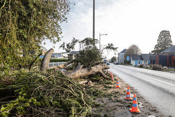 Tree uprooted by the storm