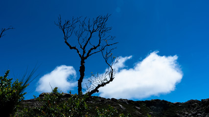 Obraz premium Arbol seco con cielo azul y nube