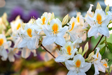 Rhododendron lutea White Melody in garden 