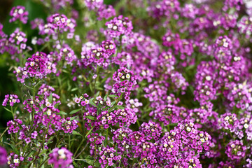 Numerous inflorescences with small flowers in violet tones. In a flower bed the lobularia plentifully blossoms.