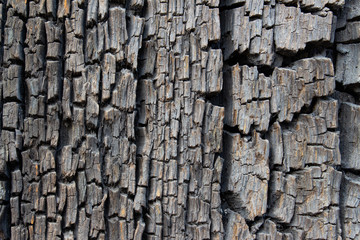 Close up of old ancient cracked wood texture, can be used as Background or Wallpaper
