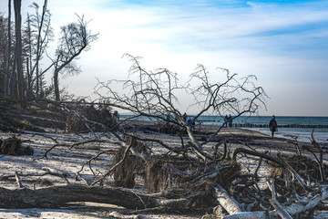 Ostseestrand mit umgest&uuml;rzten B&auml;umen