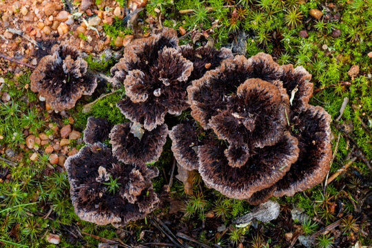 Group of thelephora terrestris growing on the ground among the moss.