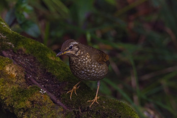 view of a beautiful bird in nature
