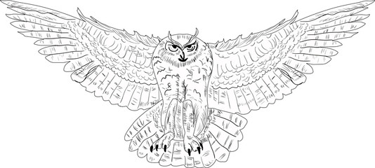 owl in flight isolated on white illustration