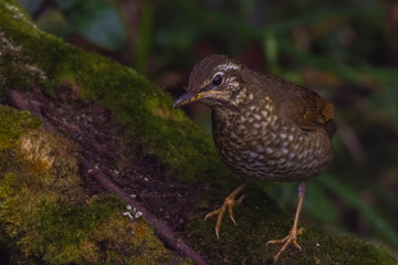 view of a beautiful bird in nature