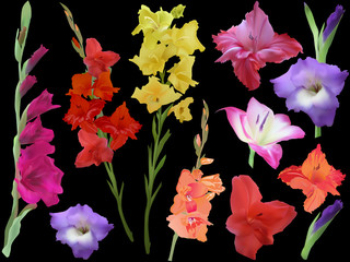 set of color gladiolus flowers isolated on black