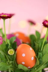 Easter holiday.Orange and pink Easter eggs in a speck of pink daisies on a  pink background with shining bokeh