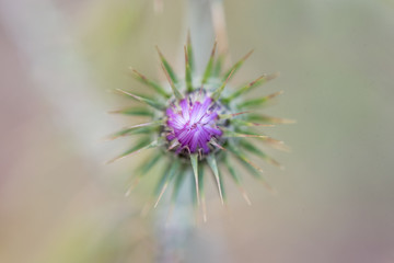 Isolated purple and green flower closeup
