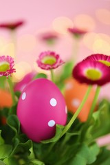 Easter holiday.Orange and pink Easter eggs in a speck of pink daisies on a light pink background 