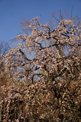 枝垂梅