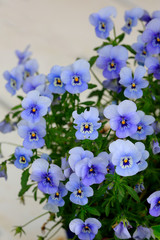 Garten-Stiefmütterchen (Viola wittrockiana) Zier-Pflanze mit vielen Blüten