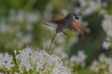 Closeup of an isolated humminbird hawk moth
