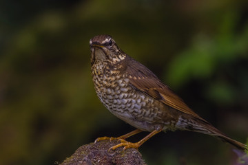 Fototapeta premium view of a beautiful bird in nature