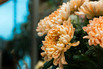 Flower Flower chrysanthemums bouquets backgrounds of bright variety of colors, beautiful details in one bouquet. Selective focus