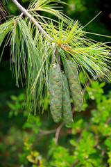 Weymouth-Kiefer (Pinus strobus) oder Weymouthskiefer mit Zapfen