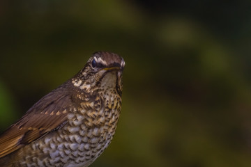 view of a beautiful bird in nature