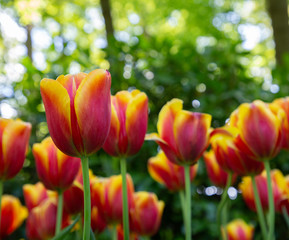 Tulips in Keukenhof park (Netherlands).