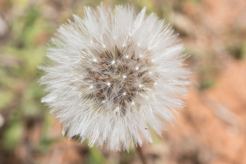 Dandelion macro nature closeup