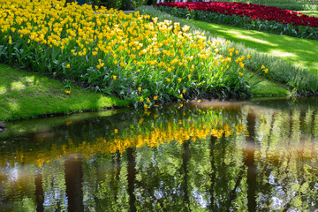 Tulips in Keukenhof park (Netherlands).